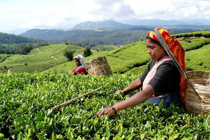 Tea Plucking - Sri Lanka